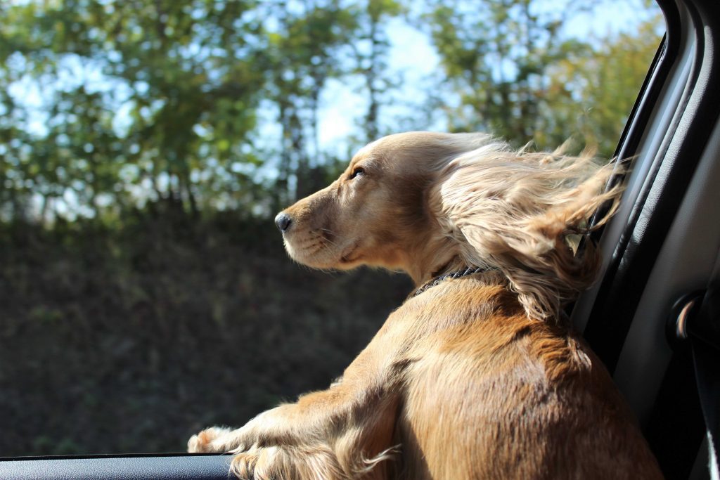 The don'ts of driving with dogs
