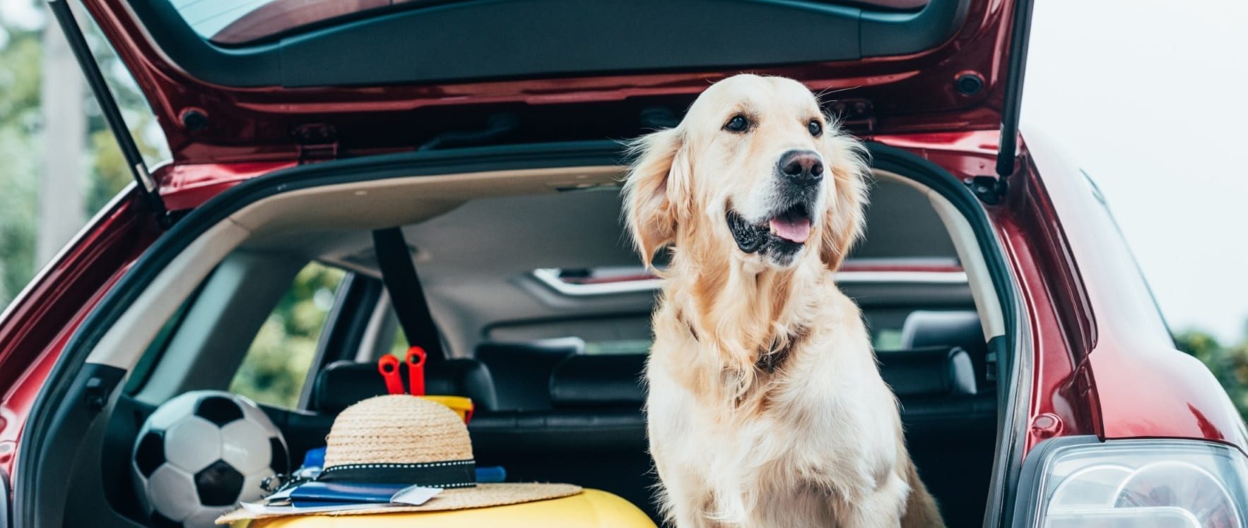 Tips for driving with dogs