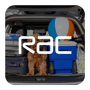 image of dog and luggage in the back of a car