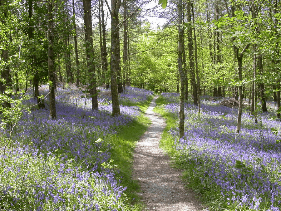 Path through bluebell woods - Christine Martin